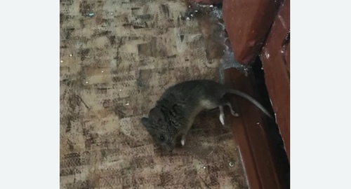 Дезинфекция от мышей в Азнакаево