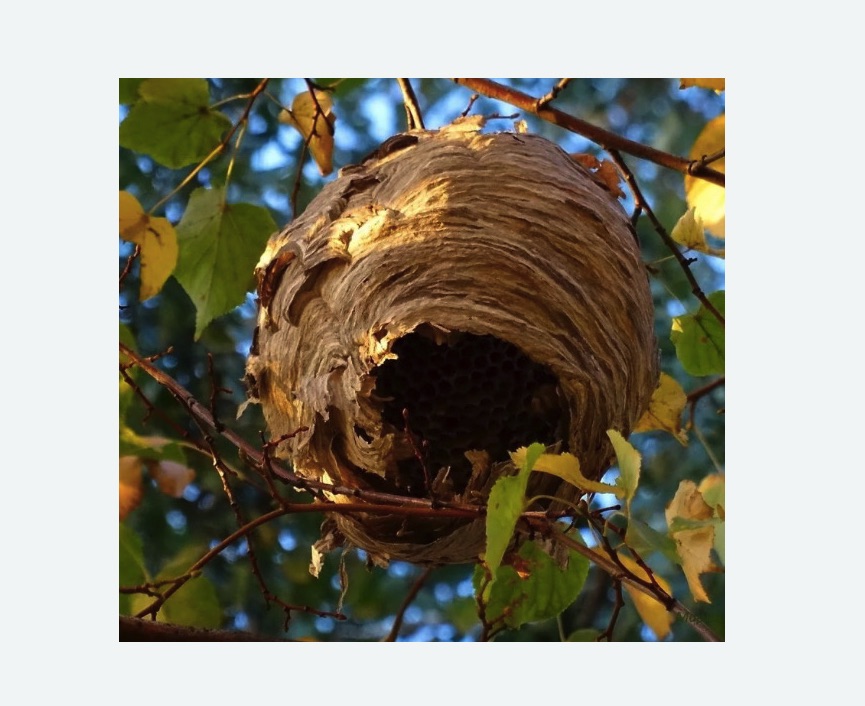 Обработка от шершней в Азнакаево