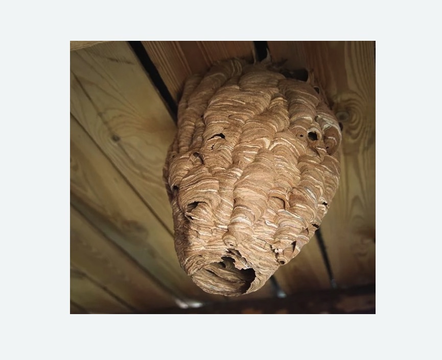 обработка от шершней в Азнакаево