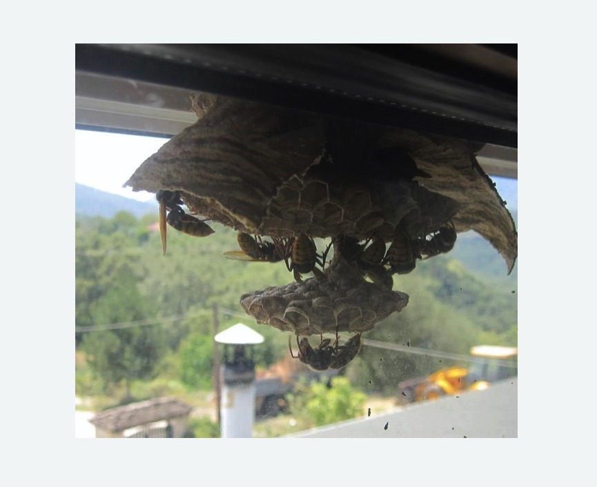 Уничтожение гнёзд шершней в Азнакаево