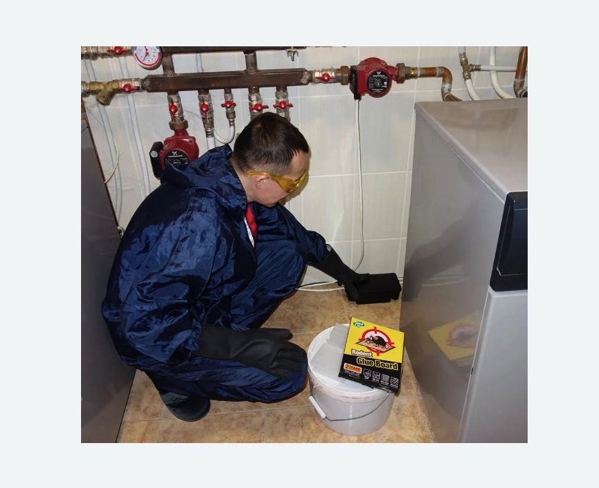 Уничтожение крыс в Азнакаево