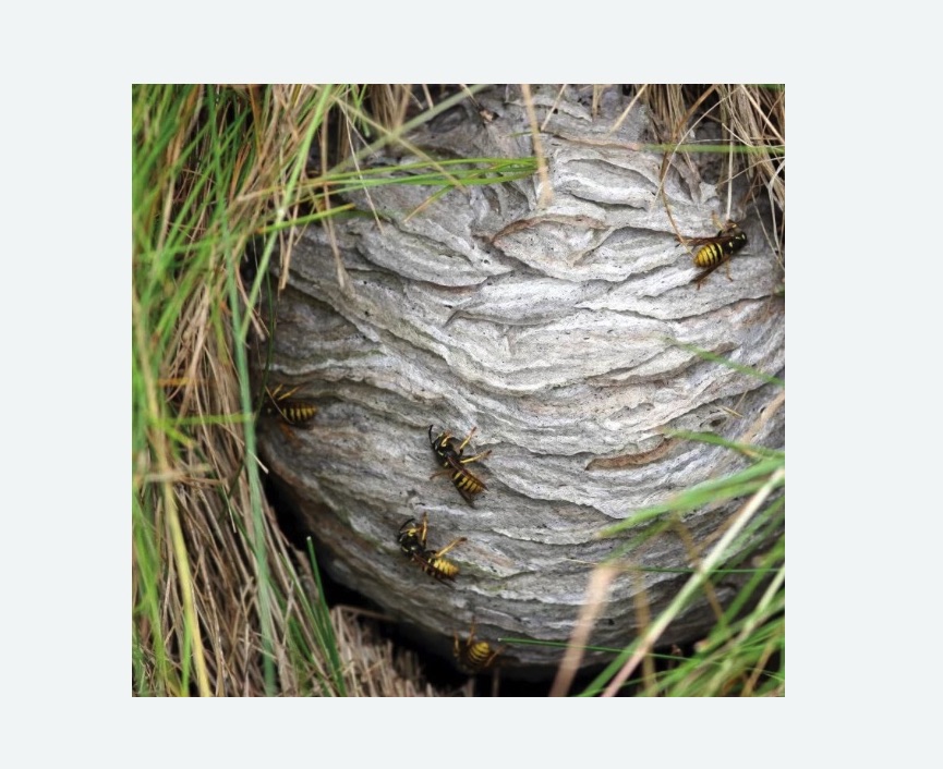 Уничтожение ос и ульев в Азнакаево